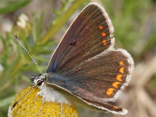 Groer Sonnenrschen-Bluling Aricia artaxerxes Northern Brown Argus