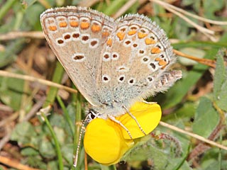 Groer Sonnenrschen-Bluling Aricia artaxerxes Northern Brown Argus