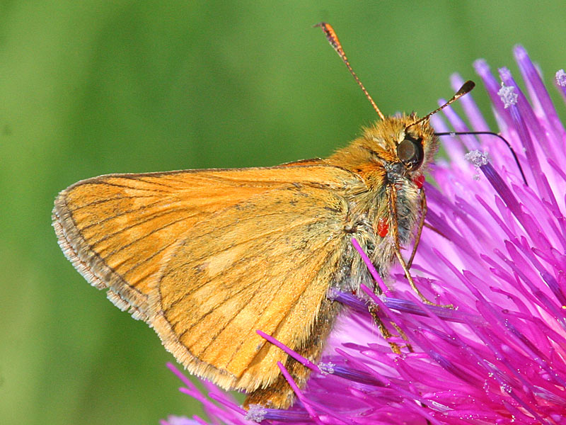 Rostfarbiger Dickkopffalter Ochlodes sylvanus ( venatus ) Large Skipper
