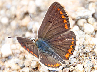 Kleiner Sonnenrschen-Bluling Aricia agestis  Brown Argus