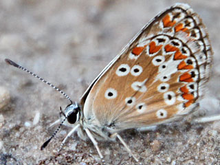 Kleiner Sonnenrschen-Bluling Aricia agestis  Brown Argus