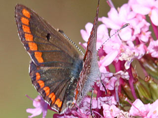 Kleiner Sonnenrschen-Bluling Aricia agestis  Brown Argus