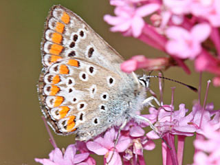 Kleiner Sonnenrschen-Bluling Aricia agestis  Brown Argus