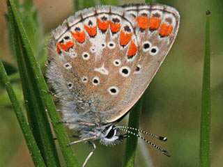 Kleiner Sonnenrschen-Bluling Aricia agestis  Brown Argus