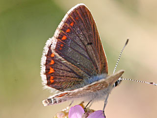 Kleiner Sonnenrschen-Bluling Aricia agestis  Brown Argus