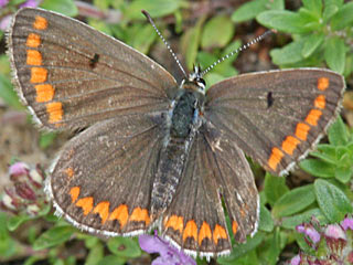 Kleiner Sonnenrschen-Bluling Aricia agestis  Brown Argus