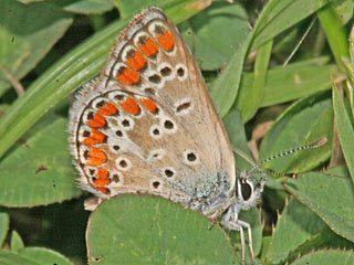 Kleiner Sonnenrschen-Bluling Aricia agestis  Brown Argus
