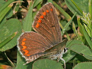 Kleiner Sonnenrschen-Bluling Aricia agestis  Brown Argus