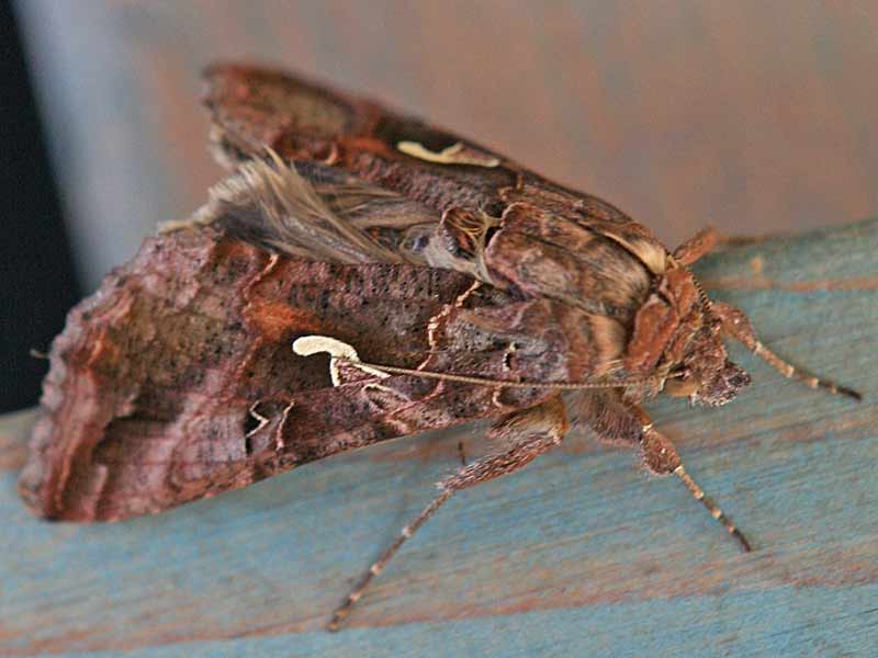 Gammaeule   Autographa gamma   Silver Y 