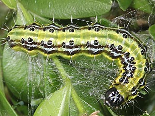 Cydalima perspectalis