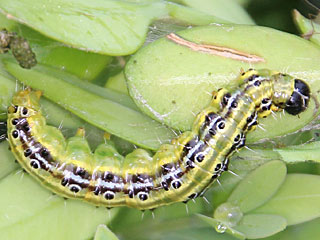 Cydalima perspectalis