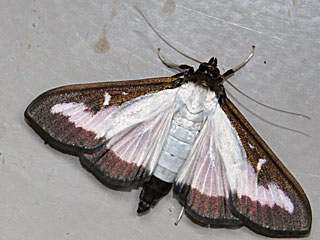 Cydalima perspectalis