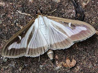 Cydalima perspectalis