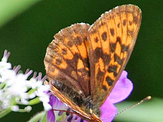 Alpen-Perlmutterfalter Boloria (Clossiana) thore Thor's Fritillary