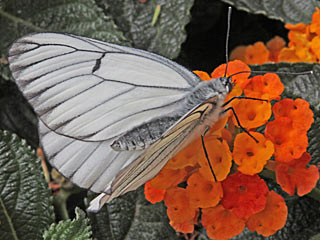 Baumweiling Aporia crataegi Black-veined White