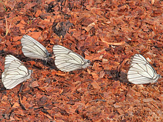 Baumweiling Aporia crataegi Black-veined White