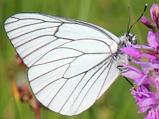 Baumweiling Aporia crataegi Black-veined White