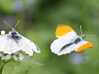 Aurorafalter Anthocharis cardamines Orange Tip