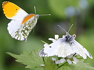 Aurorafalter Anthocharis cardamines Orange Tip