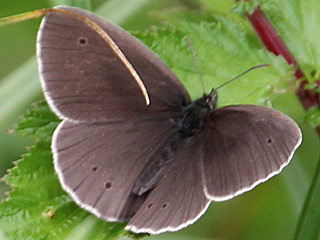 Schornsteinfeger, Brauner Waldvogel Aphantopus hyperantus The Ringlet