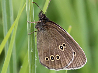 Schornsteinfeger, Brauner Waldvogel Aphantopus hyperantus The Ringlet