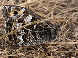 Rostbinde, Ockerbindiger Samtfalter Hipparchia semele Grayling