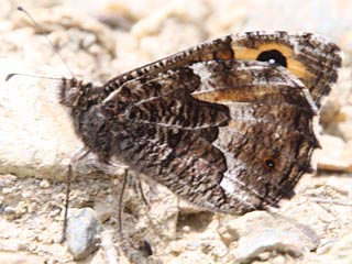 Rostbinde, Ockerbindiger Samtfalter Hipparchia semele Grayling