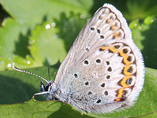 Ginster-Bluling Kronwicken-Bluling Plebeius idas Plebeius argyrognomon Idas Blue Reverdin's Blue