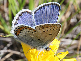 Ginster-Bluling Kronwicken-Bluling Plebeius idas Plebeius argyrognomon Idas Blue Reverdin's Blue