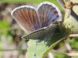 Ginster-Bluling Kronwicken-Bluling Plebeius idas Plebeius argyrognomon Idas Blue Reverdin's Blue