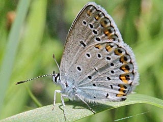 Ginster-Bluling Kronwicken-Bluling Plebeius idas Plebeius argyrognomon Idas Blue Reverdin's Blue