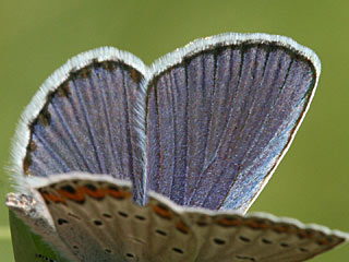 Ginster-Bluling Kronwicken-Bluling Plebeius idas Plebeius argyrognomon Idas Blue Reverdin's Blue