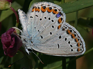 Ginster-Bluling Kronwicken-Bluling Plebeius idas Plebeius argyrognomon Idas Blue Reverdin's Blue