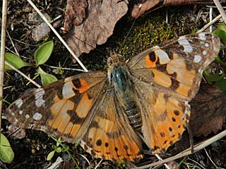 Vanessa cardui Distelfalter Painted Lady Wanderfalfter