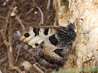 Berghexe Chazara briseis The Hermit