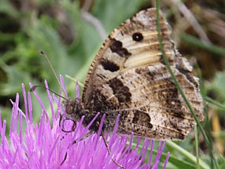 Berghexe Chazara briseis The Hermit