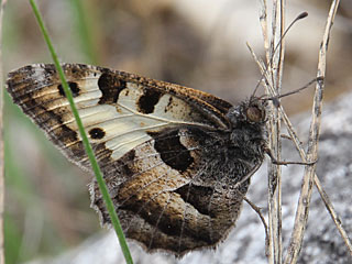 Berghexe Chazara briseis The Hermit
