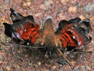 Tagpfauenauge Inachis io Peacock