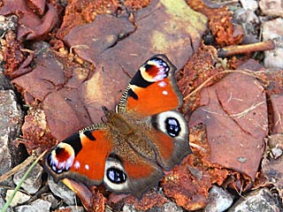 Tagpfauenauge Inachis io Peacock