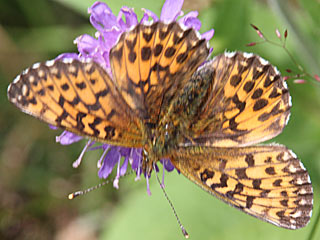 Natterwurz-Perlmutterfalter Boloria titania Clossiana Titania's Fritillary