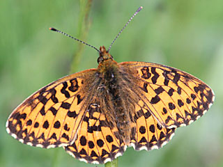 Natterwurz-Perlmutterfalter Boloria titania Clossiana Titania's Fritillary