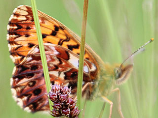 Natterwurz-Perlmutterfalter Boloria titania Clossiana Titania's Fritillary