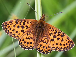 Natterwurz-Perlmutterfalter Boloria titania Clossiana Titania's Fritillary