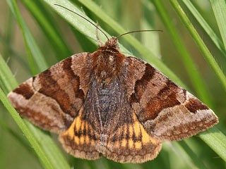 Braune Tageule Eudia glyphica Burnet Companion