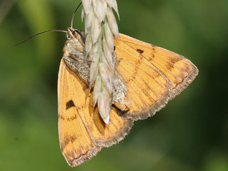 Braune Tageule Eudia glyphica Burnet Companion