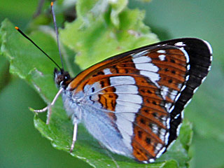 Limenitis camilla Kleiner Eisvogel White Admiral