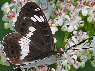 Limenitis camilla Kleiner Eisvogel White Admiral