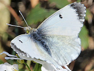 Aurorafalter Anthocharis cardamines Orange Tip