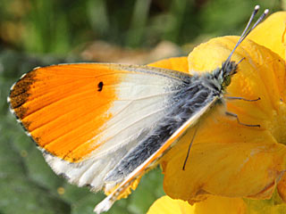 Aurorafalter Anthocharis cardamines Orange Tip