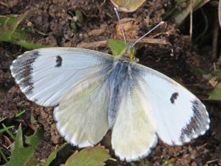 Aurorafalter Anthocharis cardamines Orange Tip